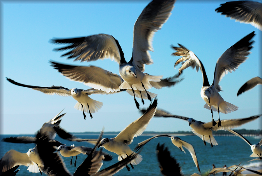 The_Birds_by_TThealer