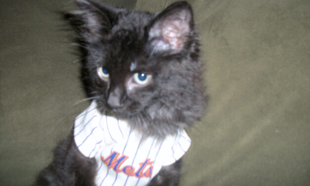 MMO Fan Shot: Meet Metsie, A Bewildered Mets Fan
