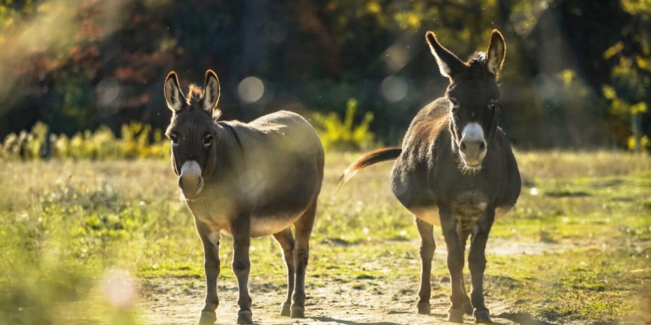 Interfering Yankee Fans Banned from Game 5